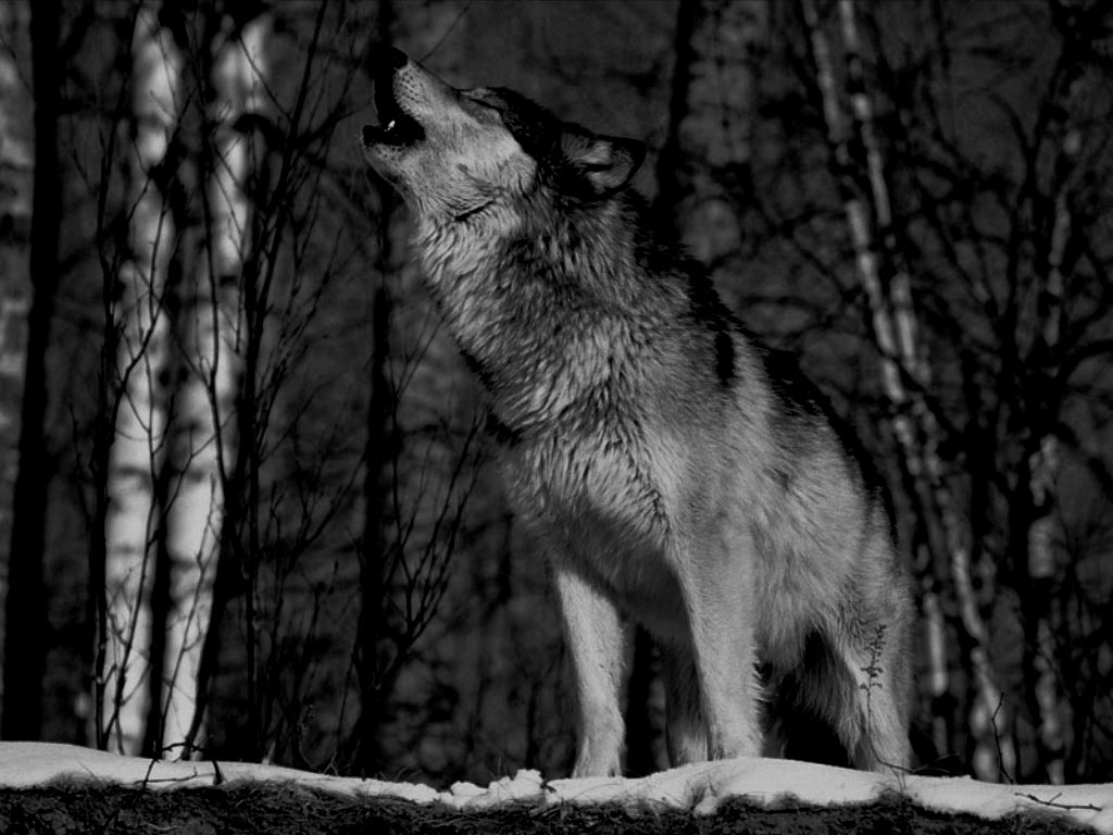Grey Wolf Howling at Moon